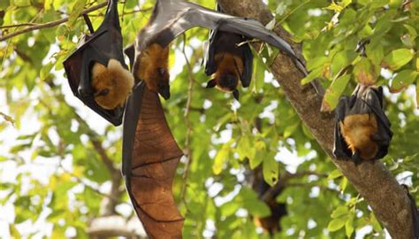 Bats build mental maps to recognise surroundings | -Environment News ...