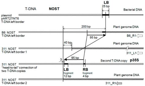 The Structure of T-DNA Insertions in Transgenic Tobacco Plants ...