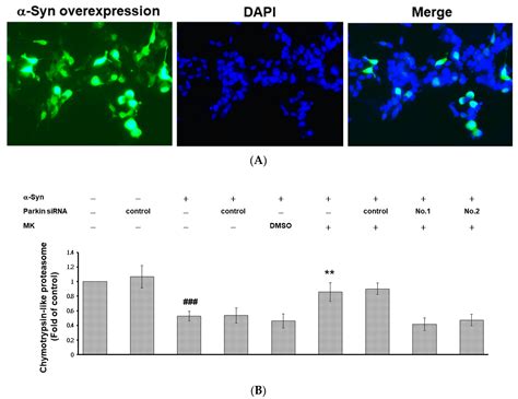 Maackiain Ameliorates 6-Hydroxydopamine and SNCA Pathologies by ...