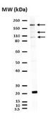 Anti-Partitioning-defective 3 Antibody Upstate®, from rabbit | Sigma ...