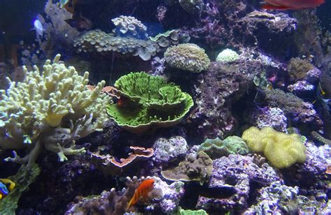 Free Images : water, ocean, san francisco, underwater, usa, america, aquatic, swimming, coral ... - habitat of sea urchin