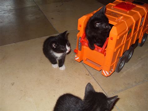 Rottweiler Mischlinge in Oberkrämer | Tiere | Kleinanzeigen