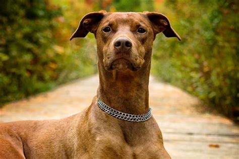 Doberman Pitbull Mix: An Ultimate Guide To This Crossbreed