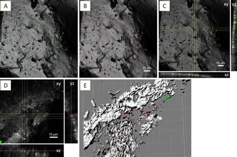 Image result for Maximum Intensity Projection Python