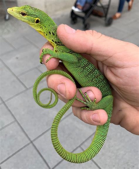 how to sell reptiles to pet stores
