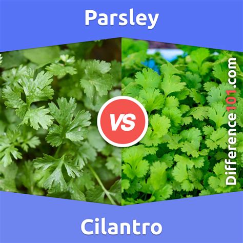 Parsley vs. Cilantro: Key Differences, Pros & Cons, Similarities ...