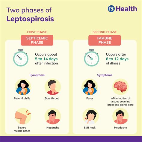 Leptospirosis: Causes, Symptoms, Phase and Treatment
