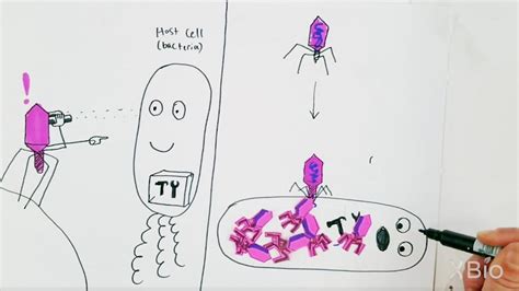 Image result for Viruses Explained