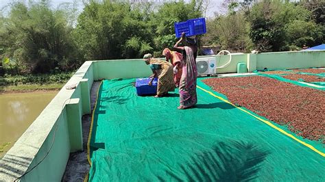 Women, Land & Livelihoods: How Plant-Based Enterprises Are Redefining ...