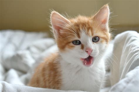 Do cats cry? - Sepicat