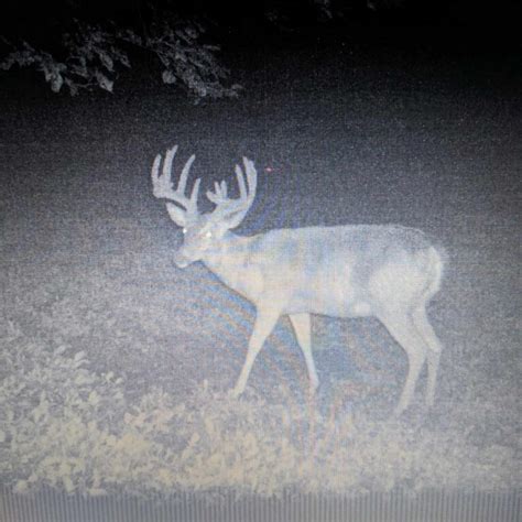 Whitetail Deer Hunting - WI - Trips4Trade