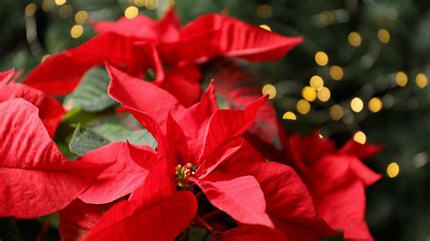 What Flowers Are Popular At Christmas at Bev Wood blog