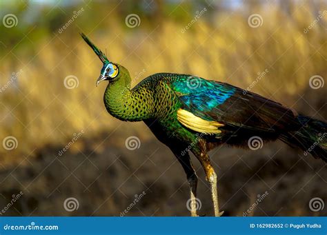 The Green Peafowl, Pavo Muticus Stock Photo - Image of animalia ...