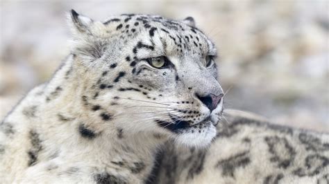 Snow Leopards Endangered