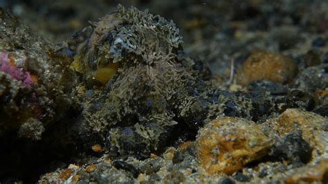 Image result for Lesser Blue-Ringed Octopus