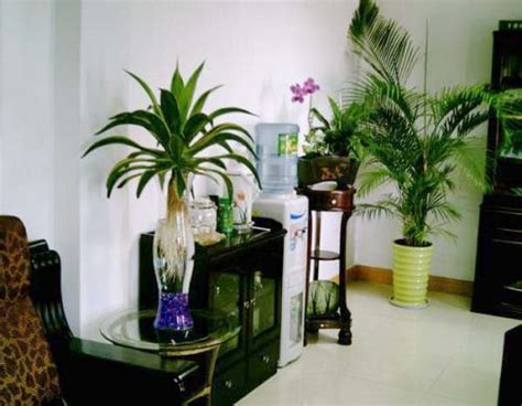 如何在办公室植物摆放 办公室风水植物摆放-周易算命网