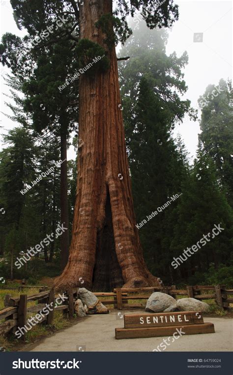 Image result for What Is a Sentinel Tree