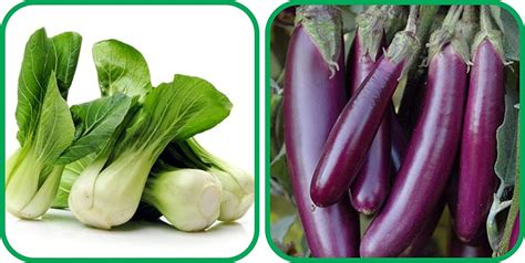 Aero Seeds Brinjal Purple Long (30 Seeds) And Pak Choi (50 Seeds ...