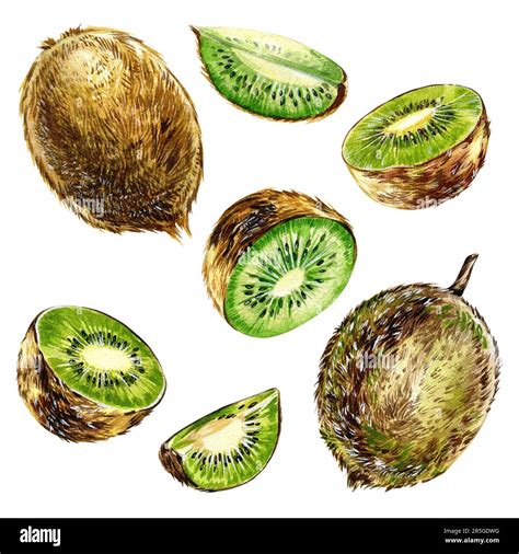 Kiwi slices illustrations isolated on white background. Fresh, tropical ...