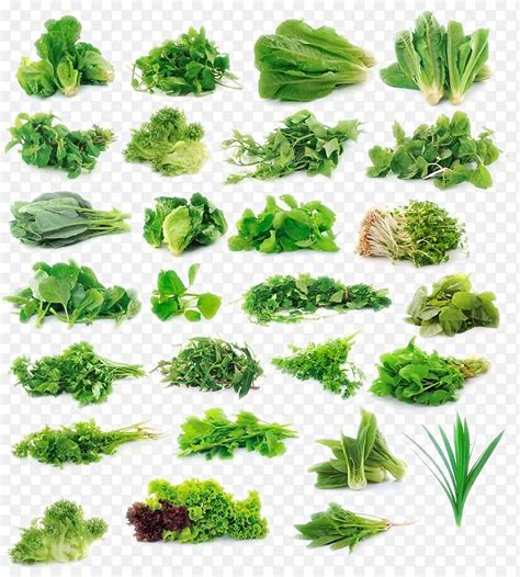 新鲜的绿色蔬菜PNG图片素材下载_图片编号ymkzneey-免抠素材网
