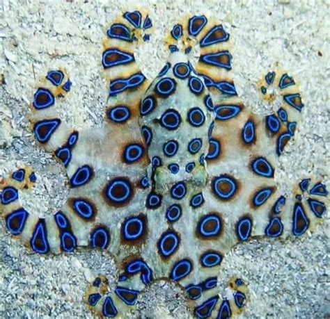 Blue-Ringed Octopus Venom 的图像结果