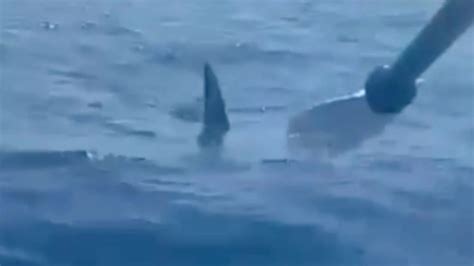 Watch moment kayaker fights off hammerhead shark using his paddle after ...