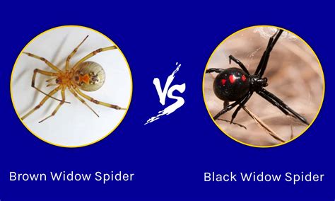 Black Widow vs Brown Widow: A Complete Comparison