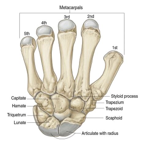 Scaphoid Fracture Types Wrist Fracture: Risk Factors, Treatment, And