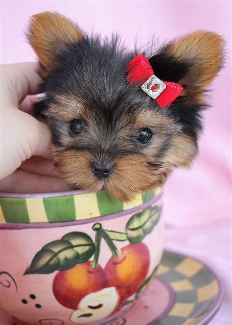 Delightful Teacup Yorkshire "Yorkie" Terrier Puppies for Sale | Teacups ...