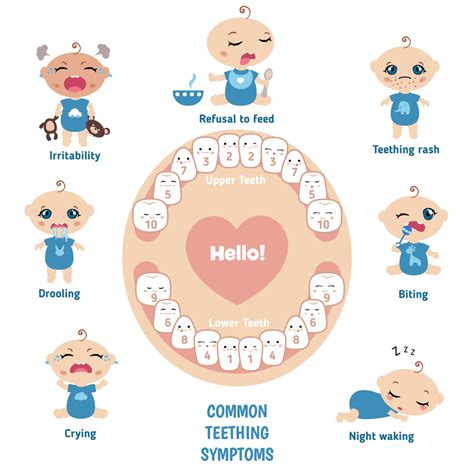 Baby Teething Timeline Chart