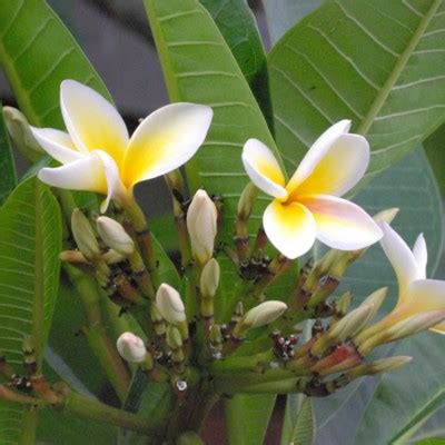 Plumeria spp