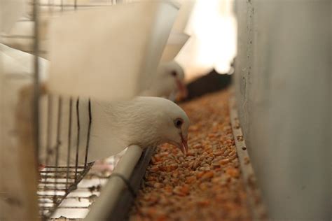 鸽子养殖如何解决销路问题_种鸽-肉鸽-天成鸽业养殖基地