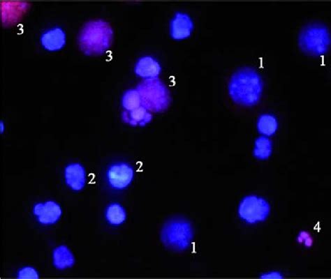 Microscope Cell 的图像结果