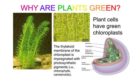 Image result for Basic Photosynthesis