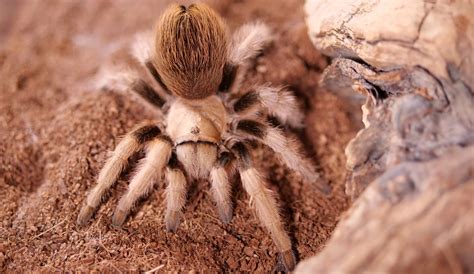 Arizona Blond Tarantula (Aphonopelma chalcodes) care — The Tarantula ...