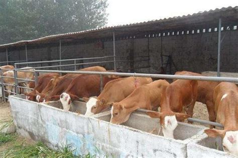 肉牛养殖场建设与设计方法 - 农敢网