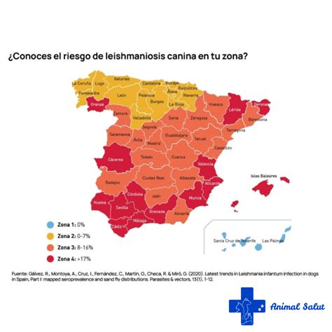 Leishmaniosis en perros síntomas prevención y tratamiento | Vet