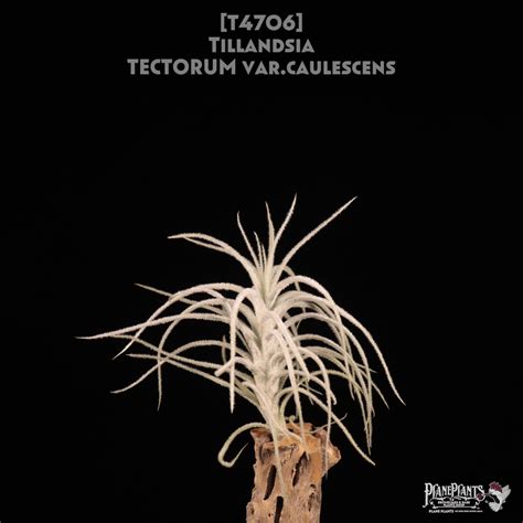 【送料無料】tectorum var.caulescens〔エアプランツ〕現品発送T4706 | plane plants