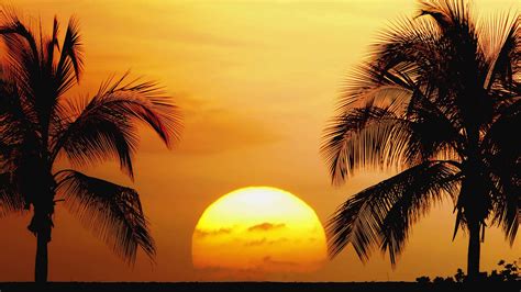 Image result for Sunset Tree Drawing