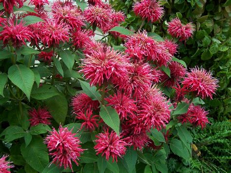 What To Plant With Bee Balm
