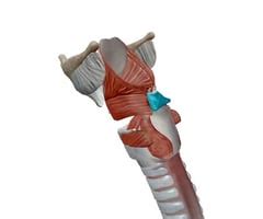 Anatomy Lab Block 4 Flashcards | Quizlet