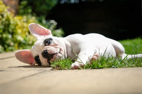 French Bulldog Zoomies Explained - Why Do They Do That?