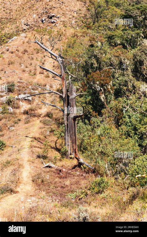 Lightning Tree 的图像结果