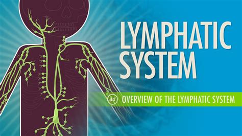 Image result for Crash Course Lymph System
