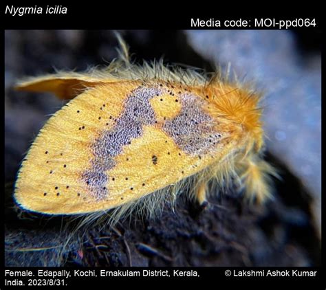 Nygmia icilia | Moths