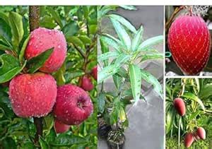 Orignal HRMN-99 Grafted Apple and Miyazaki Mango Grafted Fruit Tree ...