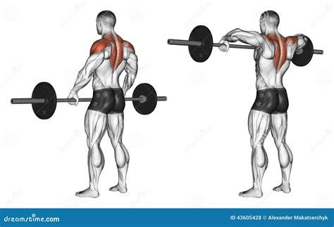 Exercising. Front Shoulder Broach with Barbell Stock Illustration ...