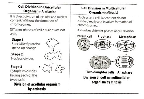 Image result for Multicellular Organism Examples