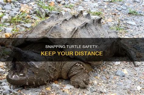Image result for Snapping Turtle Cleaning