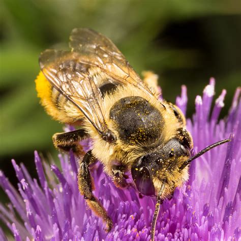 Bees Algorithm Applications 的图像结果